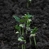 Plants Sprouting from Organic BioAsh